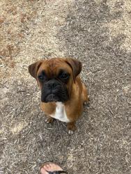 Lost Male Dog last seen Oakdale Waterford highway, Modesto, CA 95357