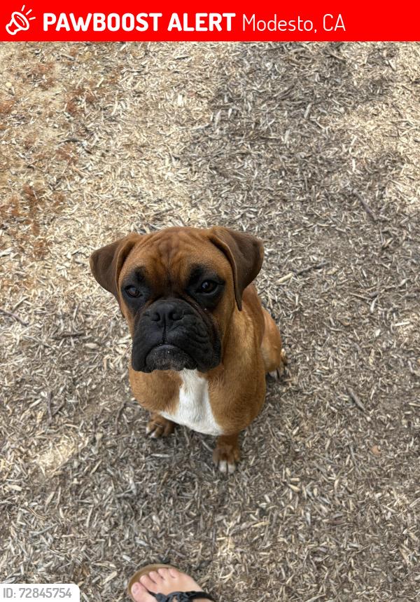 Lost Male Dog last seen Oakdale Waterford highway, Modesto, CA 95357