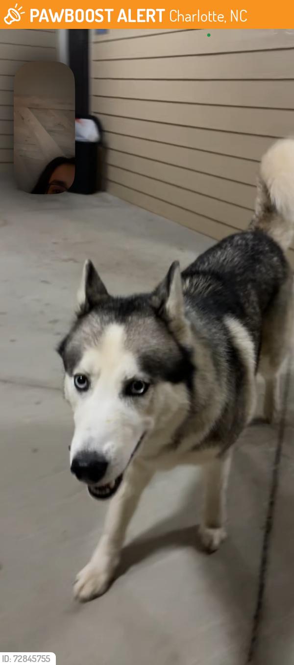 Found/Stray Male Dog last seen Cortland Seventy Seven neighborhood, Charlotte, NC 28217