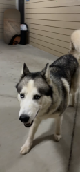 Found/Stray Male Dog last seen Cortland Seventy Seven neighborhood, Charlotte, NC 28217