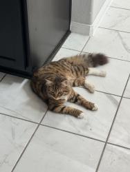 Lost Male Cat last seen Salerio Dr , Conroe, TX 77301