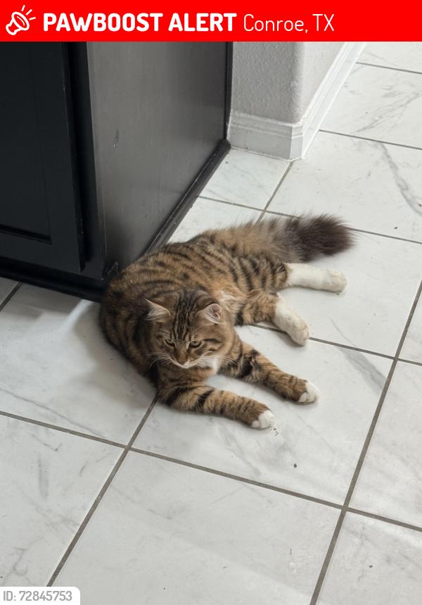 Lost Male Cat last seen Salerio Dr , Conroe, TX 77301