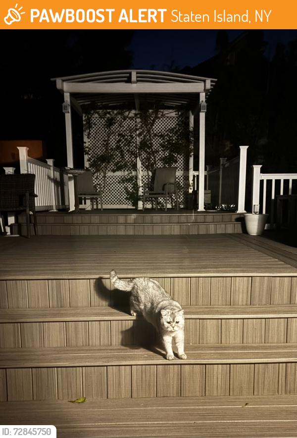 Found/Stray Unknown Cat last seen Annadale Road, Summit Place, Barclay Ave, Staten Island, NY 10312