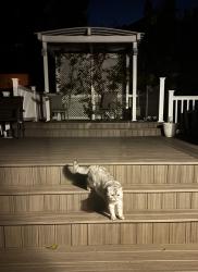 Found/Stray Unknown Cat last seen Annadale Road, Summit Place, Barclay Ave, Staten Island, NY 10312
