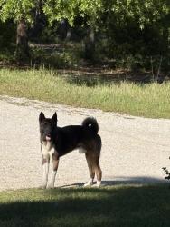 Found/Stray Male Dog last seen Lott, e pond, Prichard, AL 36613
