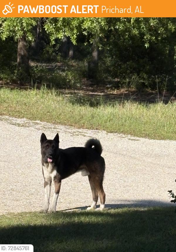 Found/Stray Male Dog last seen Lott, e pond, Prichard, AL 36613