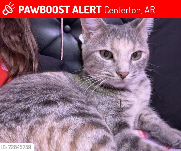 Lost Female Cat last seen Post Office Centerton AR 72719, Centerton, AR 72719