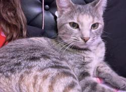 Lost Female Cat last seen Post Office Centerton AR 72719, Centerton, AR 72719