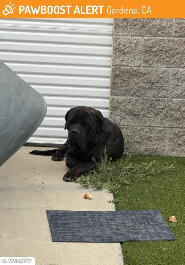 Found/Stray Male Dog last seen Near w gardena blvd. Locked in a gated area, Gardena, CA 90248