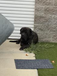 Found/Stray Male Dog last seen Near w gardena blvd. Locked in a gated area, Gardena, CA 90248