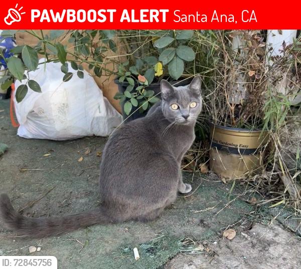 Lost Female Cat last seen Broadway and 17th street, Santa Ana, CA 92701