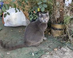 Lost Female Cat last seen Broadway and 17th street, Santa Ana, CA 92701