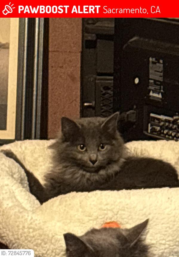 Lost Female Cat last seen Howe and Shaw streets, Sacramento, CA 95821