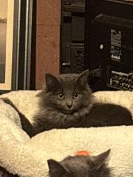 Lost Female Cat last seen Howe and Shaw streets, Sacramento, CA 95821