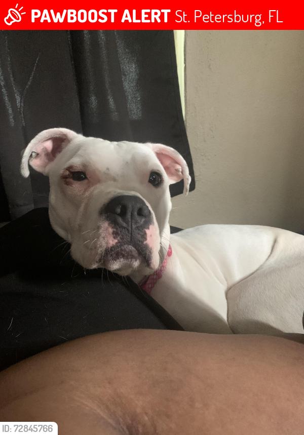 Lost Female Dog last seen Childs Park, St. Petersburg, FL 33711