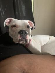 Lost Female Dog last seen Childs Park, St. Petersburg, FL 33711