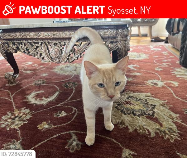 Lost Male Cat last seen Deborah Rd, Syosset, Syosset, NY 11791