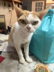 Reunited Female Cat last seen Last seen on Hickman Ave in Brooksville. Close roads are Evaline and Malvern, Brooksville, FL 34601