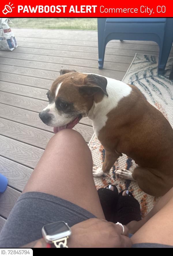 Lost Female Dog last seen E 97th Ave, Commerce City, CO 80022