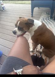 Lost Female Dog last seen E 97th Ave, Commerce City, CO 80022