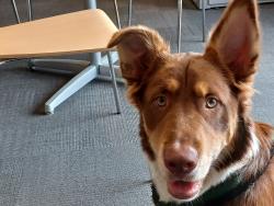 Lost Female Dog last seen Near 4th ave ne pacific, wa, Pacific, WA 98047
