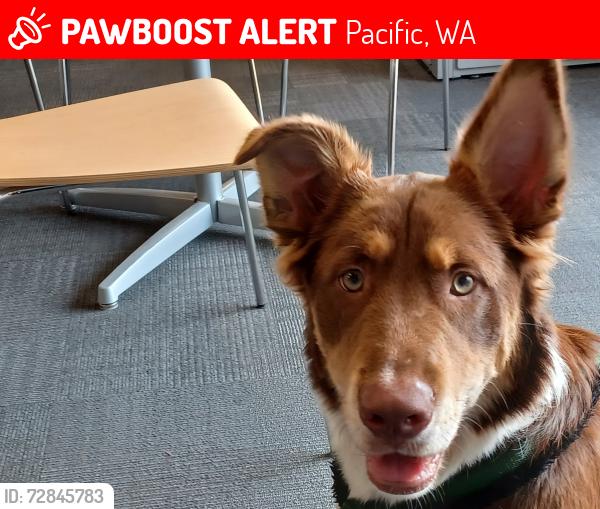 Lost Female Dog last seen Near 4th ave ne pacific, wa, Pacific, WA 98047