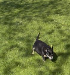 Lost Male Dog last seen Lakeside by pavilion on rosecliff, Cleveland, OH 44119
