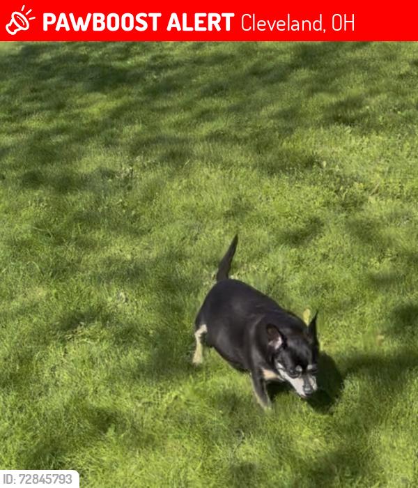 Lost Male Dog last seen Lakeside by pavilion on rosecliff, Cleveland, OH 44119