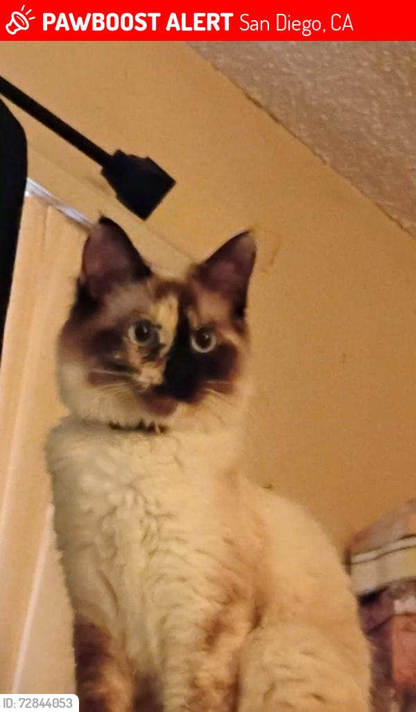 Lost Female Dog last seen Estrella Ave.  And Trojan Ave., San Diego, CA 92115