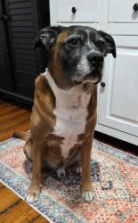 Lost Male Dog last seen Near Crescent Lake Dr NW, Gig Harbor, WA 98332