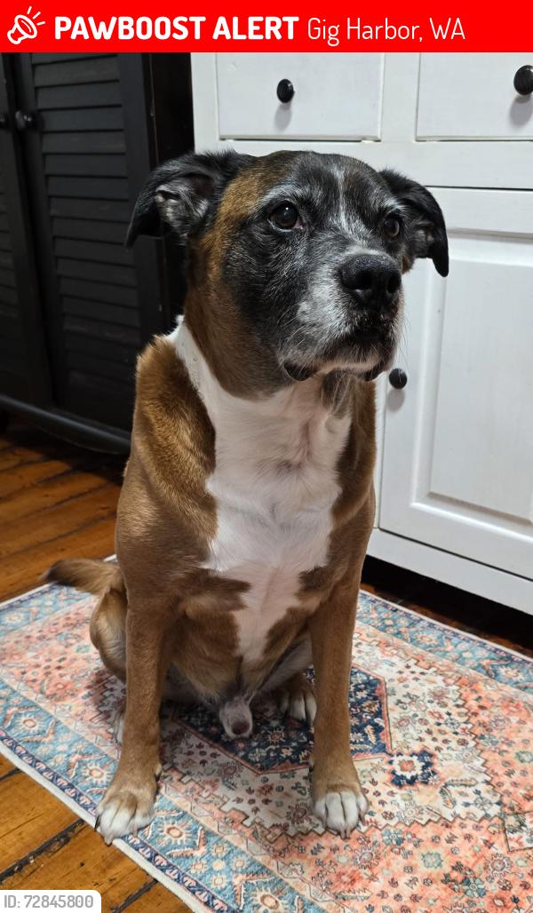 Lost Male Dog last seen Near Crescent Lake Dr NW, Gig Harbor, WA 98332