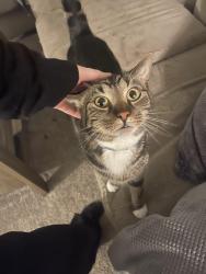 Lost Male Cat last seen off of 37th street hill, West Mayfield, PA 15010