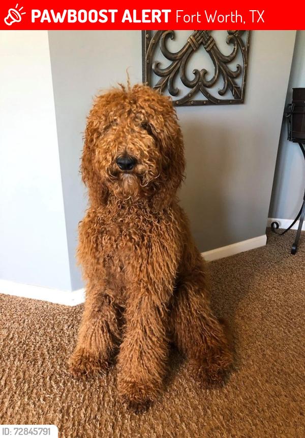 Lost Female Dog last seen 6th ave Fort Worth tx 76110, Fort Worth, TX 76110