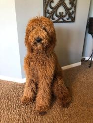 Lost Female Dog last seen 6th ave Fort Worth tx 76110, Fort Worth, TX 76110