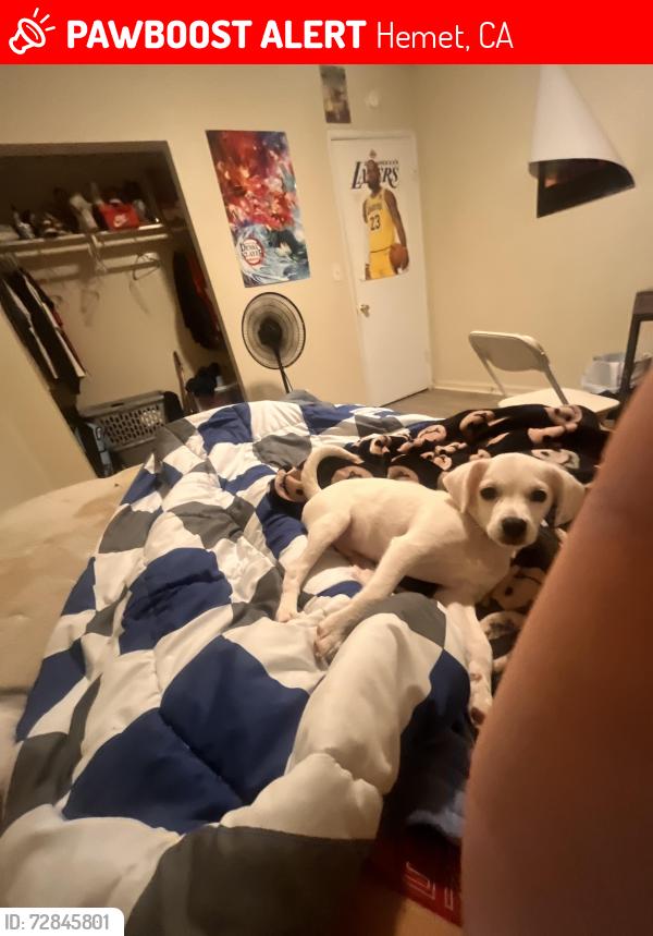 Lost Male Dog last seen N cornell street , Hemet, CA 92583