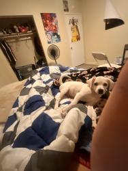 Lost Male Dog last seen N cornell street , Hemet, CA 92583