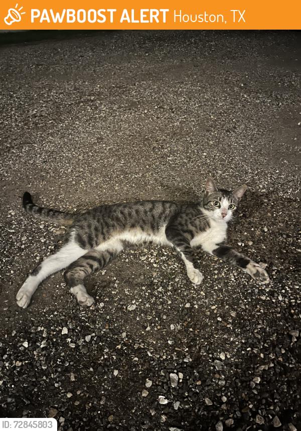 Found/Stray Male Cat last seen J W Peavy dr, Houston, TX 77011