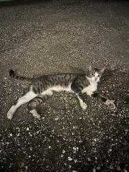 Found/Stray Male Cat last seen J W Peavy dr, Houston, TX 77011