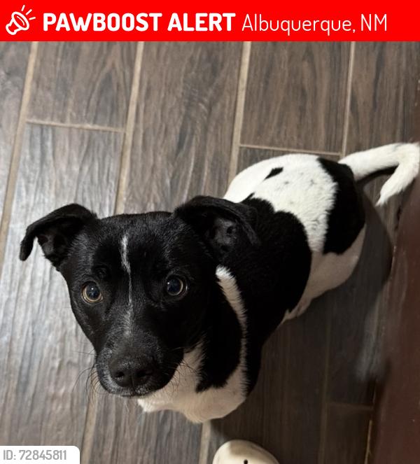 Lost Male Dog last seen Rio Bravo & 2nd St, Albuquerque, NM 87105