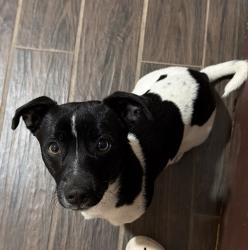 Lost Male Dog last seen Rio Bravo & 2nd St, Albuquerque, NM 87105