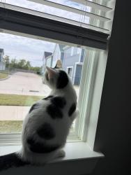 Lost Male Cat last seen Brideland creek pkwy , Cypress, TX 77433