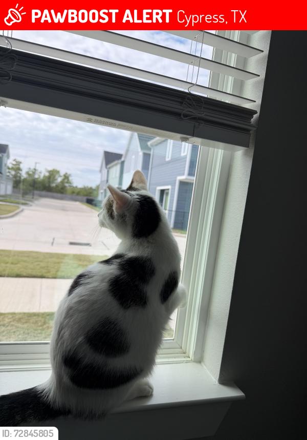Lost Male Cat last seen Brideland creek pkwy , Cypress, TX 77433