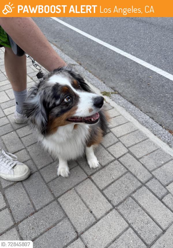 Found/Stray Male Dog last seen Mandeville Conan rd and Chalon, Los Angeles, CA 90049