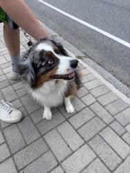 Found/Stray Male Dog last seen Mandeville Conan rd and Chalon, Los Angeles, CA 90049