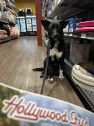 Found/Stray Male Dog last seen Overton Crossing and Frayser Blvd, Memphis, TN 38127