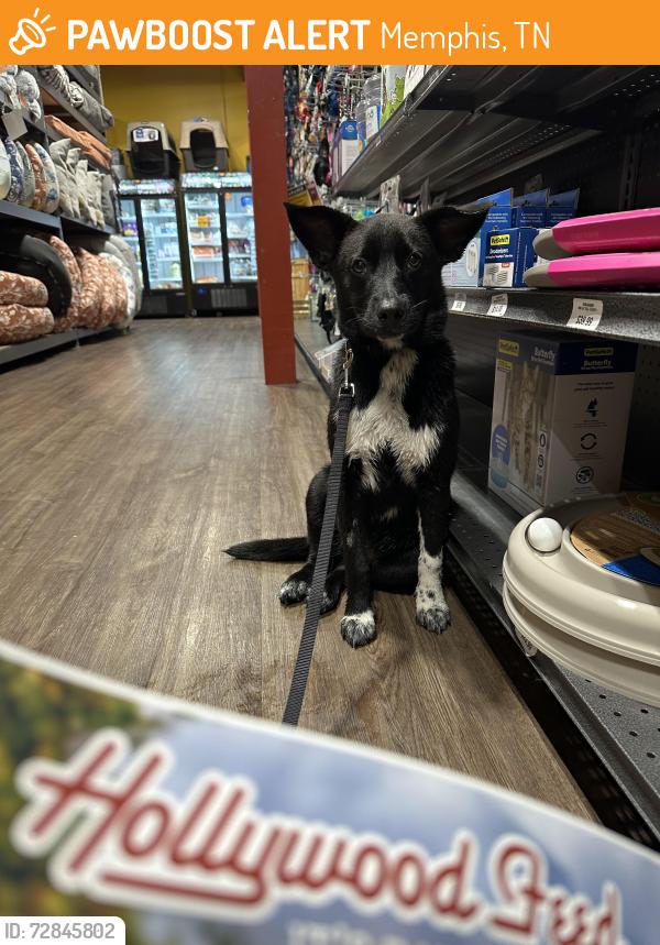 Found/Stray Male Dog last seen Overton Crossing and Frayser Blvd, Memphis, TN 38127