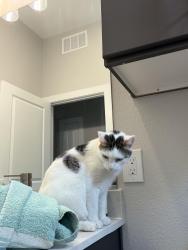 Lost Male Cat last seen Brigeland Creek Pkwy , Cypress, TX 77433
