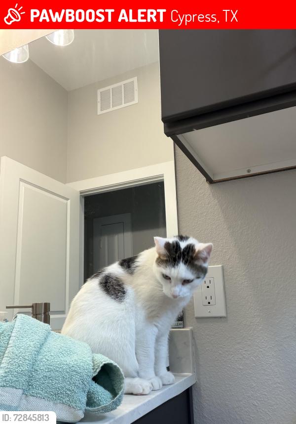 Lost Male Cat last seen Brigeland Creek Pkwy , Cypress, TX 77433