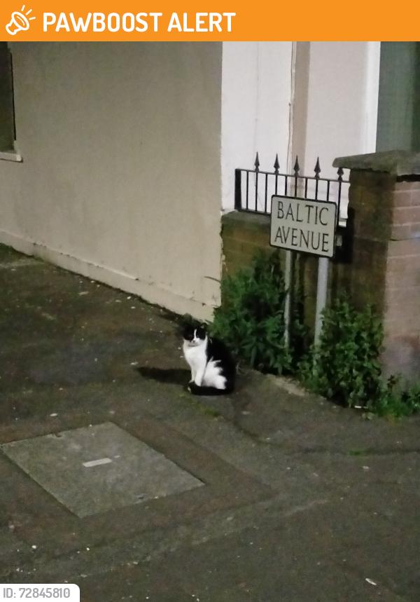 Found/Stray Unknown Cat last seen Waterworks Belfast antrim road , Belfast, Northern Ireland BT14