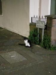 Found/Stray Unknown Cat last seen Waterworks Belfast antrim road , Belfast, Northern Ireland BT14